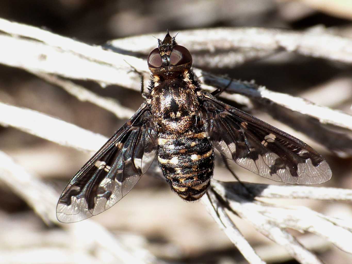 Exoprosopa jacchus?